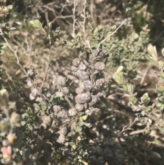 Leptospermum micromyrtus at Brindabella, NSW - 29 Dec 2021 01:33 PM