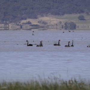 Cygnus atratus at Lake George, NSW - 30 Dec 2021