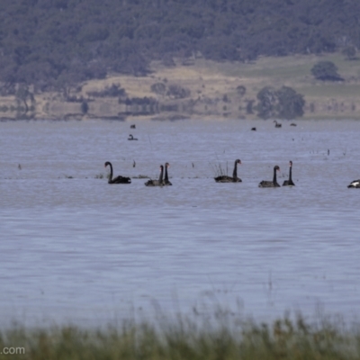 Cygnus atratus (Black Swan) at QPRC LGA - 30 Dec 2021 by BIrdsinCanberra