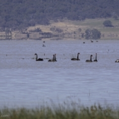 Cygnus atratus (Black Swan) at Lake George, NSW - 30 Dec 2021 by BIrdsinCanberra