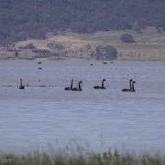 Cygnus atratus at Lake George, NSW - 30 Dec 2021