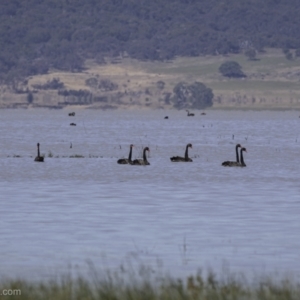 Cygnus atratus at Lake George, NSW - 30 Dec 2021