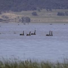 Cygnus atratus at Lake George, NSW - 30 Dec 2021