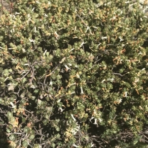 Brachyloma daphnoides at Brindabella, NSW - 29 Dec 2021