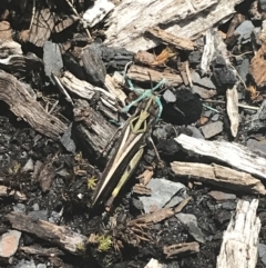 Cryptobothrus chrysophorus (Golden Bandwing) at Cotter River, ACT - 29 Dec 2021 by Tapirlord