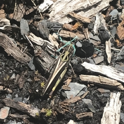 Cryptobothrus chrysophorus (Golden Bandwing) at Namadgi National Park - 29 Dec 2021 by Tapirlord