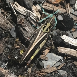 Cryptobothrus chrysophorus at Cotter River, ACT - 29 Dec 2021