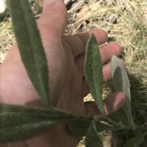 Senecio prenanthoides at Cotter River, ACT - 29 Dec 2021