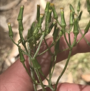 Senecio prenanthoides at Cotter River, ACT - 29 Dec 2021