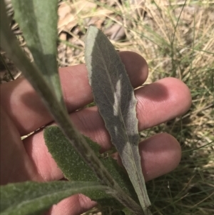 Senecio prenanthoides at Cotter River, ACT - 29 Dec 2021