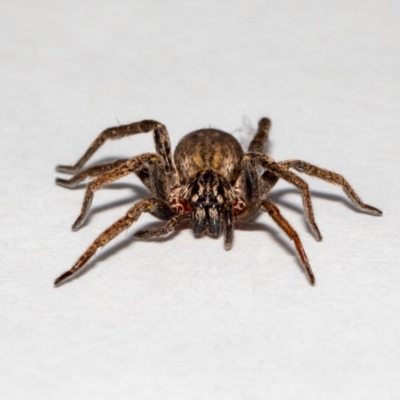 Mituliodon tarantulinus (Prowling Spider) at QPRC LGA - 10 Nov 2021 by MarkT