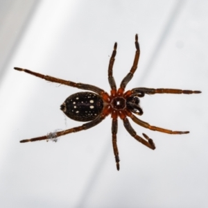 Mituliodon tarantulinus at Jerrabomberra, NSW - suppressed