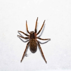 Mituliodon tarantulinus at Jerrabomberra, NSW - suppressed