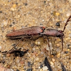 Conoderus sp. (genus) (Click beetle) at Monga, NSW - 9 Jan 2022 by tpreston