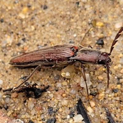 Dicteniophorus sp. (genus) (A click beetle) at QPRC LGA - 9 Jan 2022 by trevorpreston