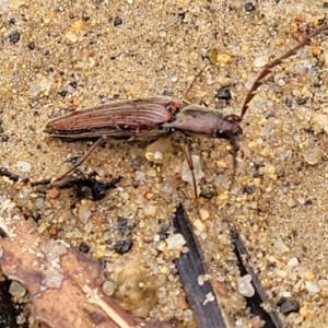 Dicteniophorus sp. (genus) at Monga National Park - 9 Jan 2022 11:13 AM