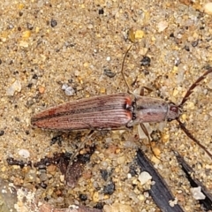 Dicteniophorus sp. (genus) at Monga National Park - 9 Jan 2022 11:13 AM