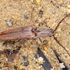 Dicteniophorus sp. (genus) at Monga National Park - 9 Jan 2022 11:13 AM