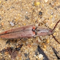 Dicteniophorus sp. (genus) at Monga National Park - 9 Jan 2022 11:13 AM