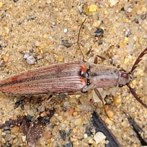 Dicteniophorus sp. (genus) at Monga National Park - 9 Jan 2022