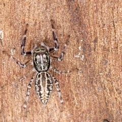 Sandalodes bipenicillatus (Double-brush jumper) at Monga National Park - 9 Jan 2022 by trevorpreston