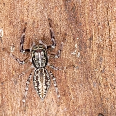 Sandalodes bipenicillatus (Double-brush jumper) at Monga, NSW - 9 Jan 2022 by trevorpreston