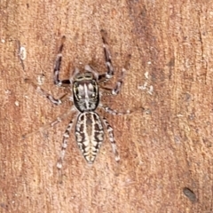 Sandalodes bipenicillatus at Monga, NSW - 9 Jan 2022 12:35 PM