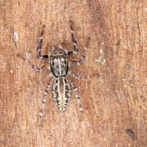 Sandalodes bipenicillatus at Monga, NSW - 9 Jan 2022