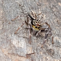 Sandalodes bipenicillatus at Monga, NSW - 9 Jan 2022