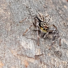 Sandalodes bipenicillatus at Monga, NSW - 9 Jan 2022