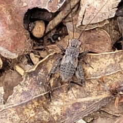 Eurepa marginipennis (Mottled bush cricket) at Monga National Park - 9 Jan 2022 by trevorpreston