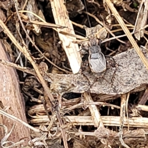 Eurepa marginipennis at Monga, NSW - 9 Jan 2022