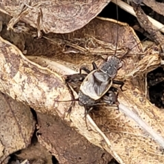 Eurepa marginipennis at Monga, NSW - 9 Jan 2022