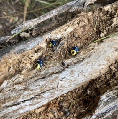 Commius elegans (Cherry Ballart Shield Bug) at Mount Majura - 9 Jan 2022 by Kassandra21