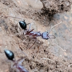 Myrmecia sp. (genus) (Bull ant or Jack Jumper) at Monga National Park - 9 Jan 2022 by trevorpreston