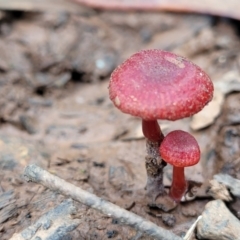 Hygrocybe sp. ‘red’ (A Waxcap) at Reidsdale, NSW - 9 Jan 2022 by tpreston