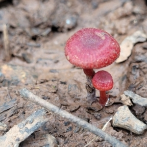 Hygrocybe sp. ‘red’ at Reidsdale, NSW - 9 Jan 2022