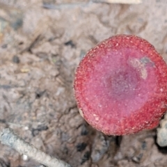 Hygrocybe sp. ‘red’ at Reidsdale, NSW - 9 Jan 2022 01:08 PM