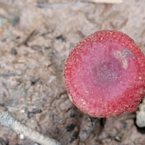 Hygrocybe sp. ‘red’ at Reidsdale, NSW - 9 Jan 2022