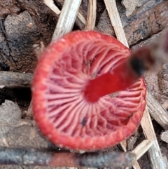 Hygrocybe sp. ‘red’ at Reidsdale, NSW - 9 Jan 2022