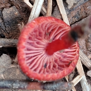 Hygrocybe sp. ‘red’ at Reidsdale, NSW - 9 Jan 2022 01:08 PM