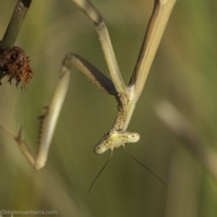 Archimantis sobrina at Lake George, NSW - 1 Jan 2022 by BIrdsinCanberra