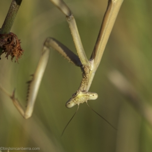 Tenodera australasiae at Lake George, NSW - 2 Jan 2022