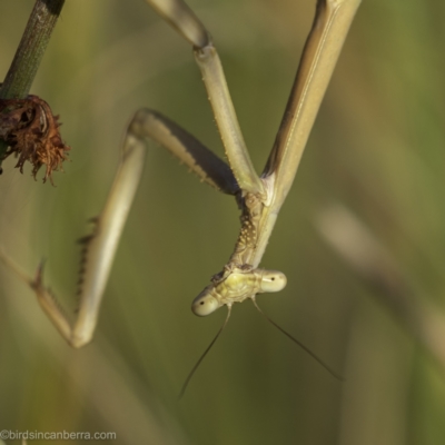Tenodera australasiae (Purple-winged mantid) at Lake George, NSW - 2 Jan 2022 by JonSteinbeck