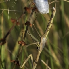 Tenodera australasiae at Lake George, NSW - 2 Jan 2022