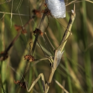 Tenodera australasiae at Lake George, NSW - 2 Jan 2022