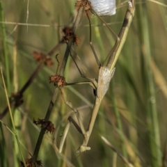 Tenodera australasiae at Lake George, NSW - 2 Jan 2022