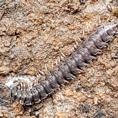 Dalodesmidae (family) (Dalodesmid flat-backed millipede) at QPRC LGA - 9 Jan 2022 by trevorpreston