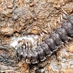 Dalodesmidae (family) at Reidsdale, NSW - 9 Jan 2022 01:07 PM