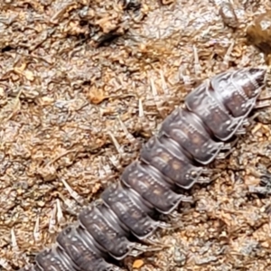 Dalodesmidae (family) at Reidsdale, NSW - 9 Jan 2022 01:07 PM